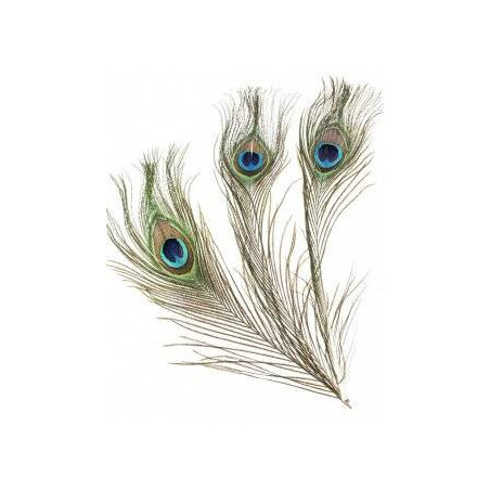 Pauwenveren
