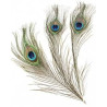 Pauwenveren