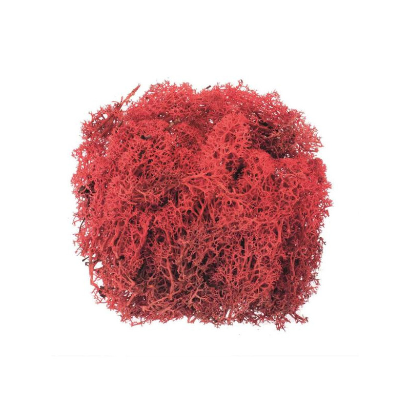 IJslandsmos rood